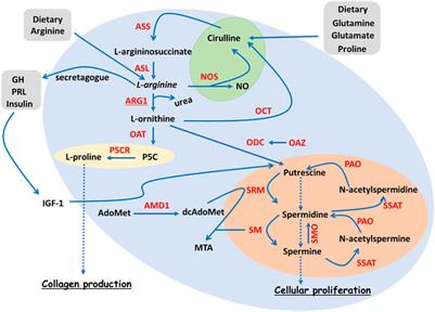 Arginase Signalling as a Key Player in Chronic Wound Pathophysiology and Healing